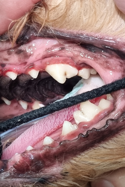 Tullamarine Animal Hospital - Pet Dentistry