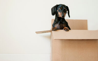 Moving Your Pet Overseas
