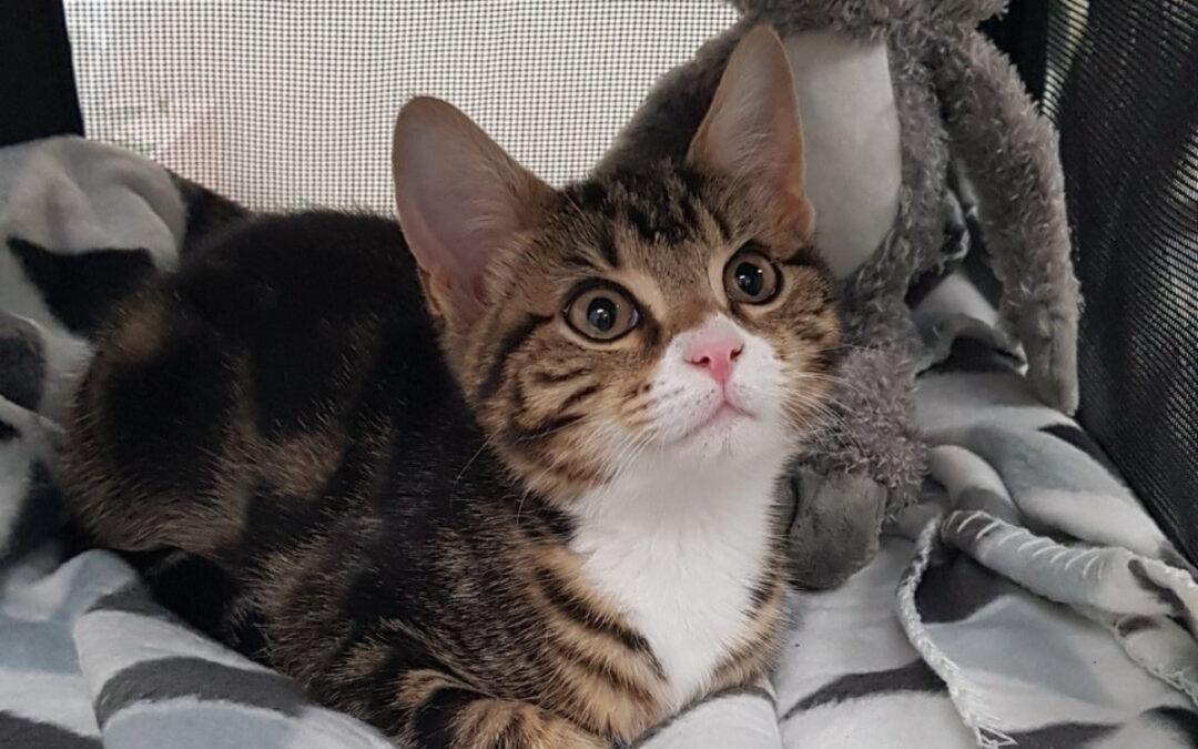 New Puppy & Kitten Health Checks