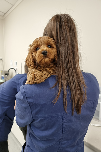 Tullamarine Animal Hospital - Pet Vaccinations